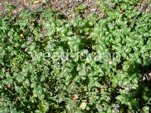 deadnettle, spotted